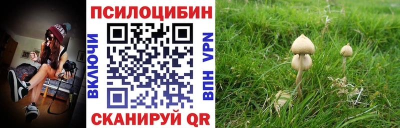 как найти наркотики  Вышний Волочёк  Псилоцибиновые грибы Psilocybe 
